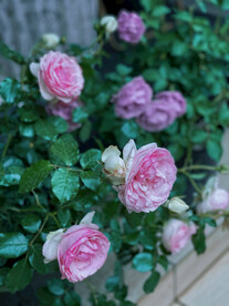 粉色月季花