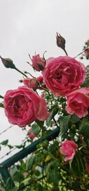 红色月季花