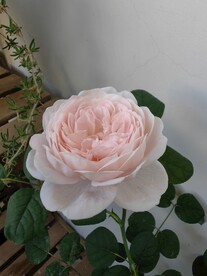 淡粉色月季花