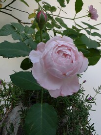 粉色月季花