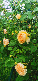 朱丽叶月季花