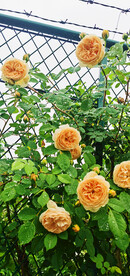 朱丽叶月季花