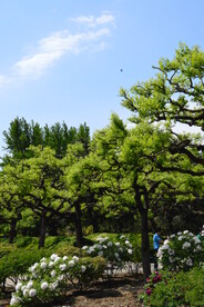 公园风景  