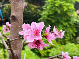 桃花