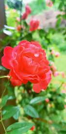 玫瑰花
