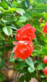 玫瑰花