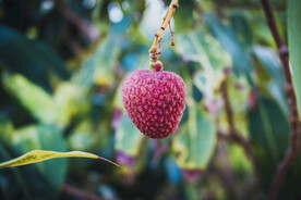荔枝