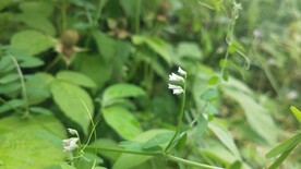 小巢菜花图
