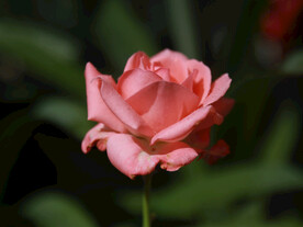 月季花