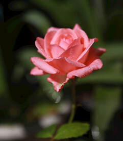 月季花