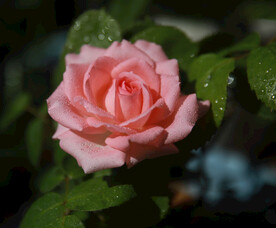 月季花
