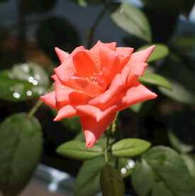 月季花