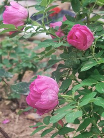 玫瑰花