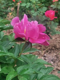 芍药