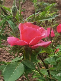 玫瑰花