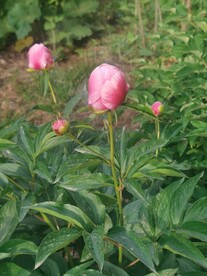 芍药