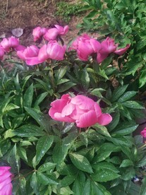 芍药