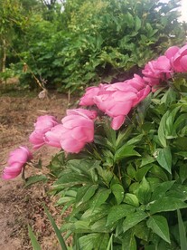 芍药