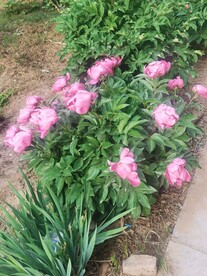 芍药