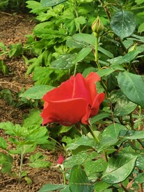 玫瑰花 