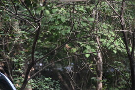 麻雀