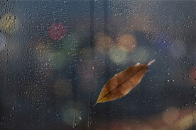 雨中落叶