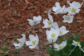 大花银莲花 
