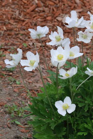 大花银莲花