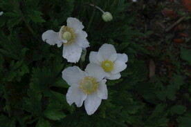大花银莲花