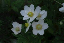 大花银莲花 