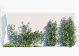 C4D模型植物