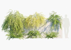  C4D模型 绿色植物  