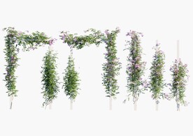  C4D模型 绿色植物 