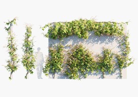  C4D模型 绿色植物