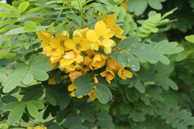 双荚决明