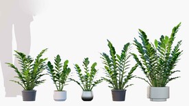  C4D模型 绿色植物 
