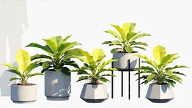 C4D模型 绿色植物 