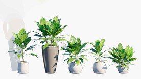 C4D模型 绿色植物  
