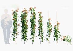 C4D模型 绿色植物 