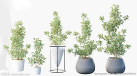 C4D模型 绿色植物 