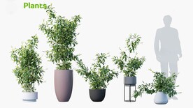  C4D模型 绿色植物 