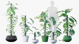  C4D模型 绿色植物 