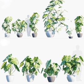  C4D模型 绿色植物  
