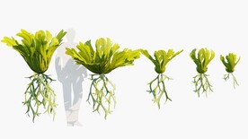  C4D模型 绿色植物  