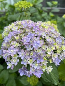 绣球花