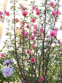 小木槿