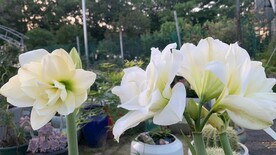 白色朱顶红