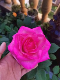 月季花