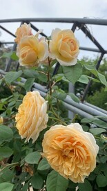 朱丽叶月季