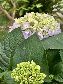 绣球花